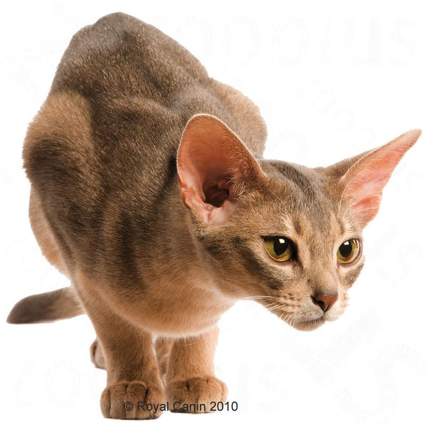 Royal Canin Protein Exigent || Royal Canin || view 9