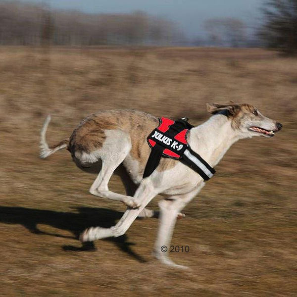 JULIUS-K9® Power Harness - Red || Julius-K9 || view 2