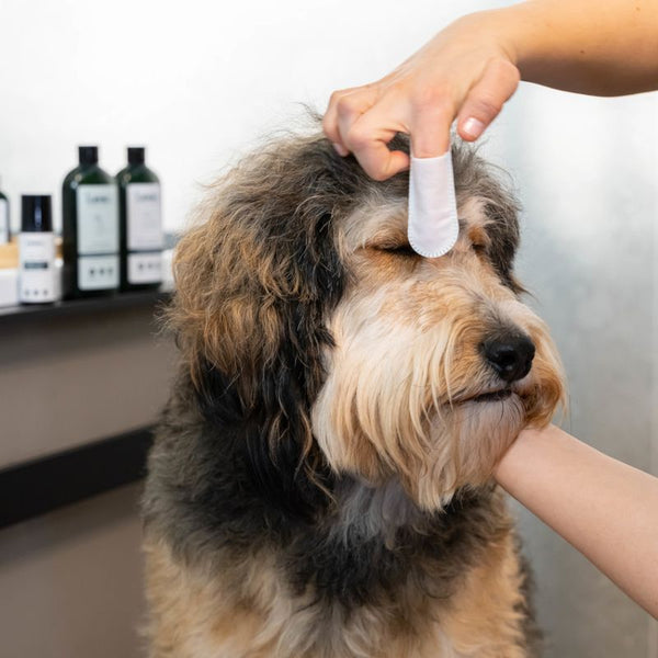 kooa Sensitive Ear & Eye Finger Pads || kooa || view 5