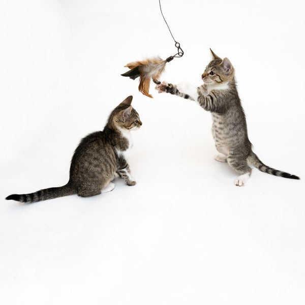 XXL 3-in-1 Cat Dangler Toy || undefined || view 13