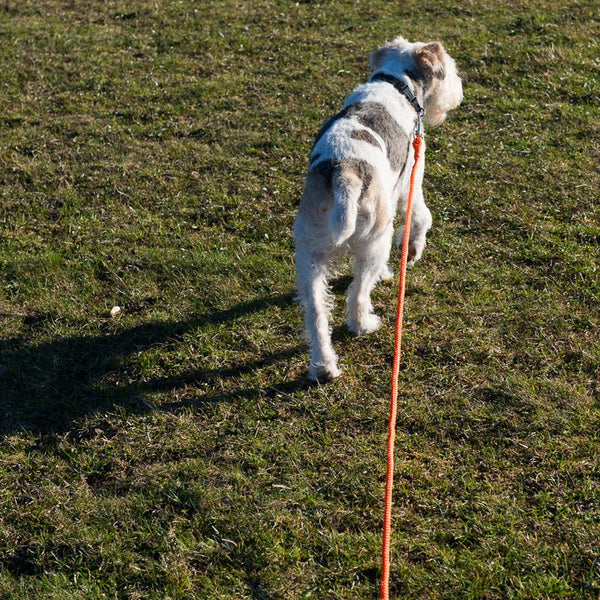 Heim Long Dog Training Lead - Orange || Heim || view 6