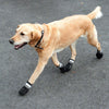 Sports & Protective Dog Boots || zooplus Exclusive || view 10