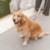Nomad Tales Blush Dog Leash, taupe || Nomad Tales || view 5