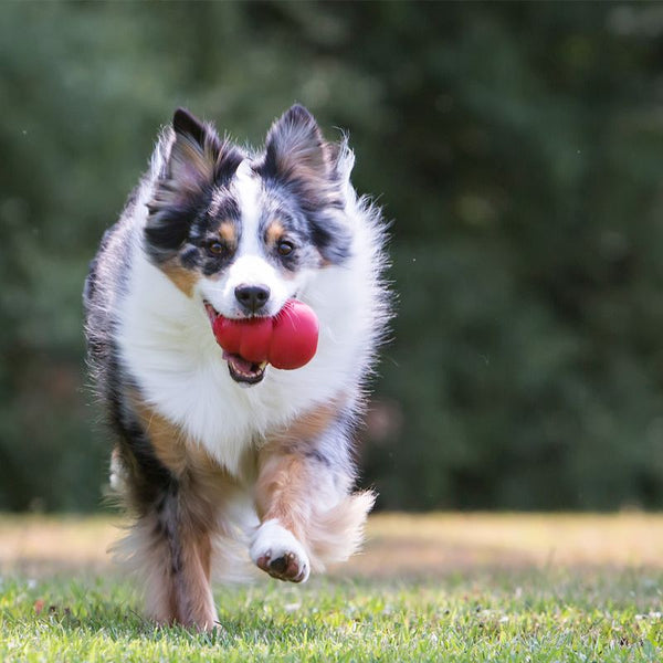 KONG Classic || KONG || view 6