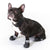 Sports & Protective Dog Boots || zooplus Exclusive || view 1