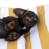 Modern Living Bari Dog Cushion || Modern Living || view 8