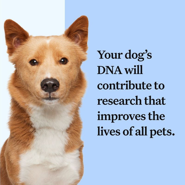 Wisdom Panel™ Breed Discovery Dog DNA Test || Wisdom Panel || view 8