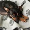 Pawty Fleece Blanket || zooplus Exclusive || view 10