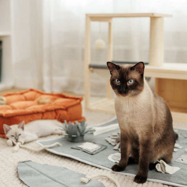 Modern Living Bora Bora Cat House || Modern Living || view 15