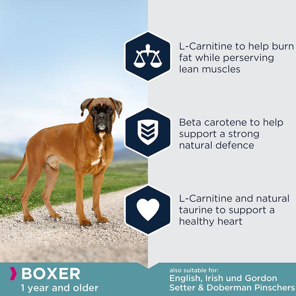 Eukanuba Boxer Adult || Eukanuba || view 4