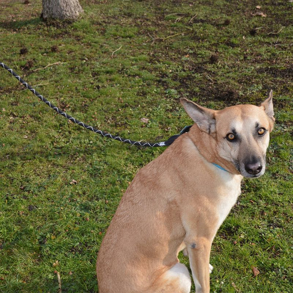 JULIUS-K9 IDC® Rope Lead || Julius-K9 || view 4