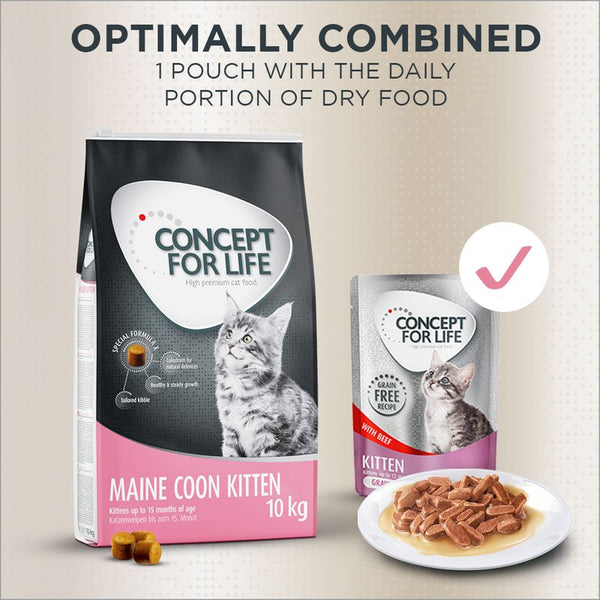 Concept for Life Maine Coon Kitten || Concept for Life || view 15