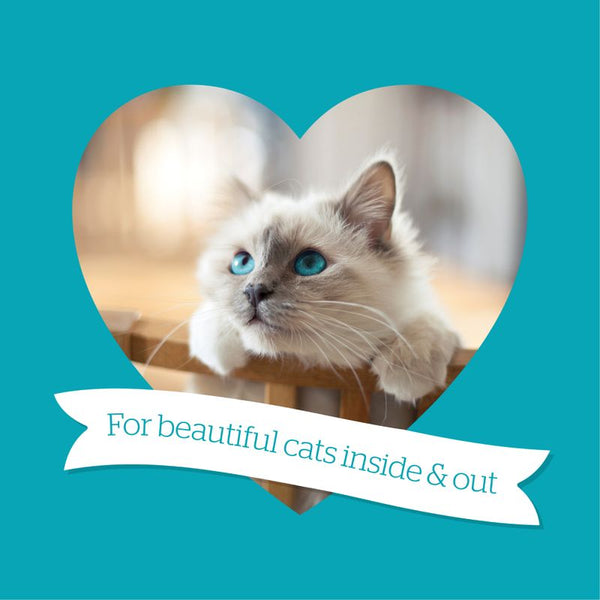 Burgess Neutered Cat with Chicken || Burgess || view 6