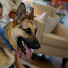 PetSafe® Extreme Weather Pet Door || Petsafe || view 7