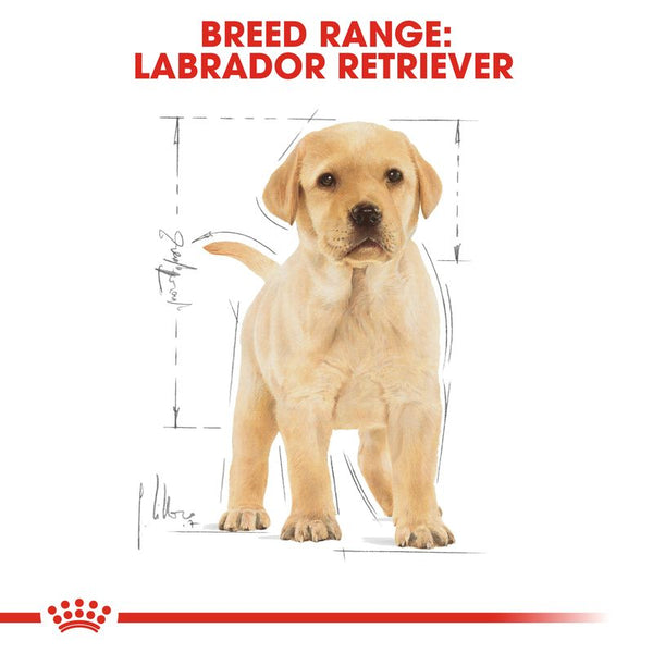 Royal Canin Labrador Retriever Puppy || Royal Canin Breed || view 6