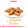Royal Canin Maine Coon Adult in Gravy || undefined || view 3