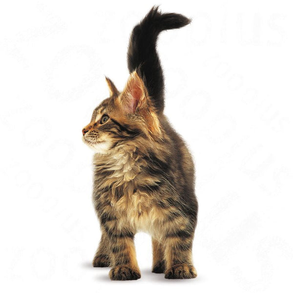 Royal Canin Maine Coon Kitten || Royal Canin Breed || view 5