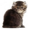 Royal Canin Persian Kitten || Royal Canin Breed || view 6
