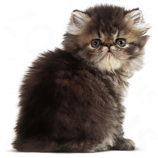 Royal Canin Persian Kitten || Royal Canin Breed || view 6