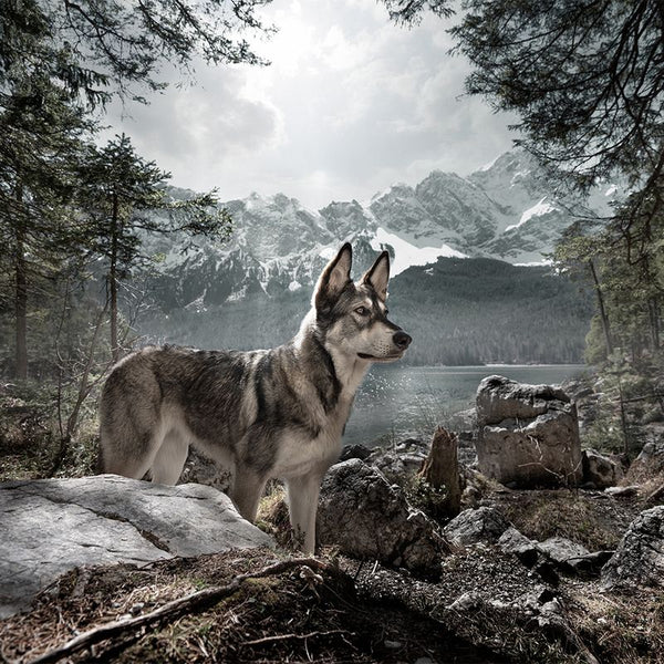 Wolf of Wilderness Dog Snack Bag || Wolf of Wilderness || view 6