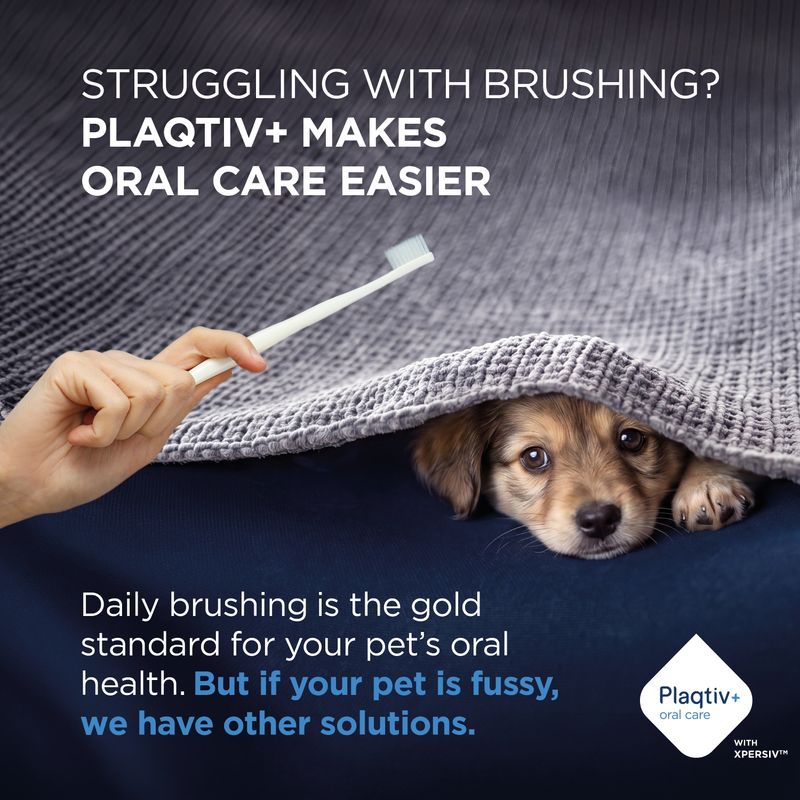 Plaqtiv+ oral care: Daily tooth brushing is important for your pet’s dental health. If your pet is fussy, Plaqtiv+ offers additional solutions.