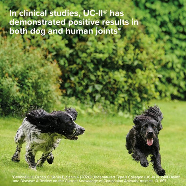 beaphar Flexifit® Optimum UC-II® Joint Supplement Chews for Dogs || beaphar || view 8