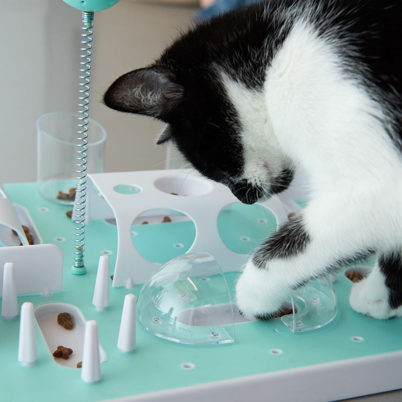 Black and white cat interacting with a green and white intelligence toy containing dry food in different compartments.