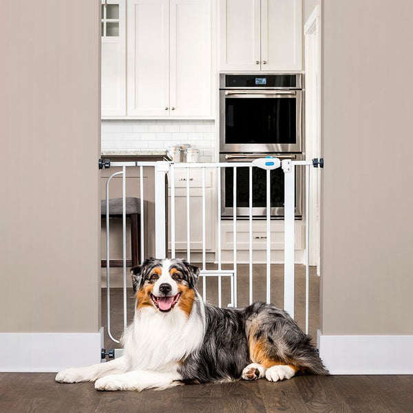Carlson Pet Gate with Cat Flap || Carlson Pet Products || view 1