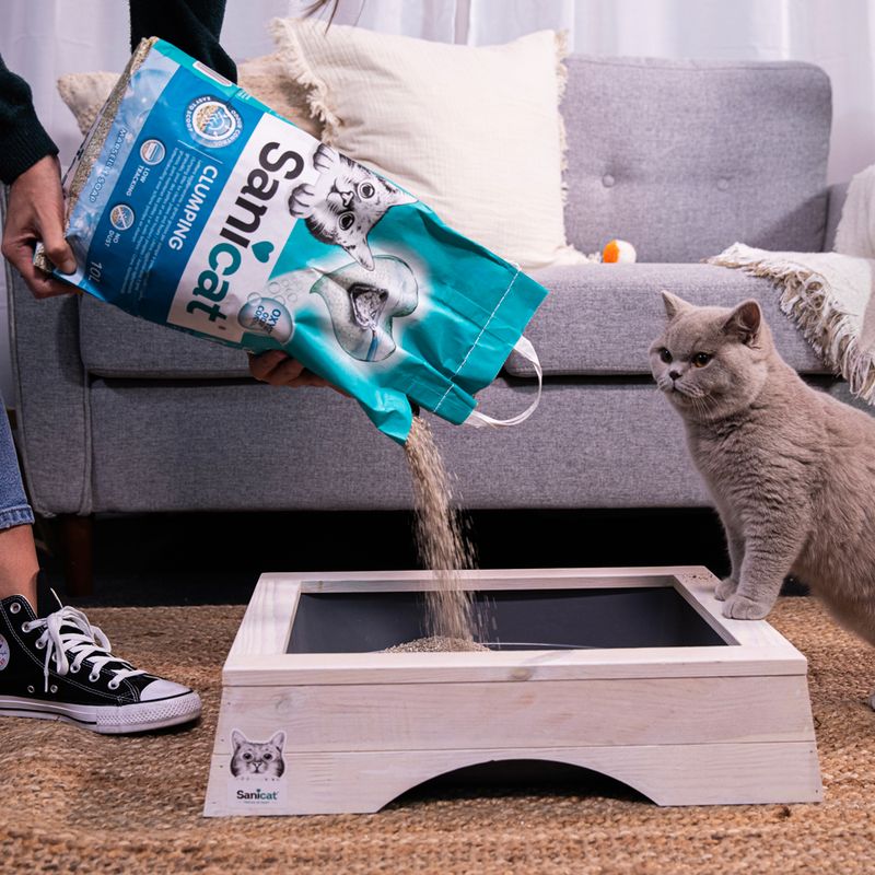 Sanicat Clumping cat litter poured into a wooden litter box, with a grey cat standing next to it. Packaging displays brand name and product details.
