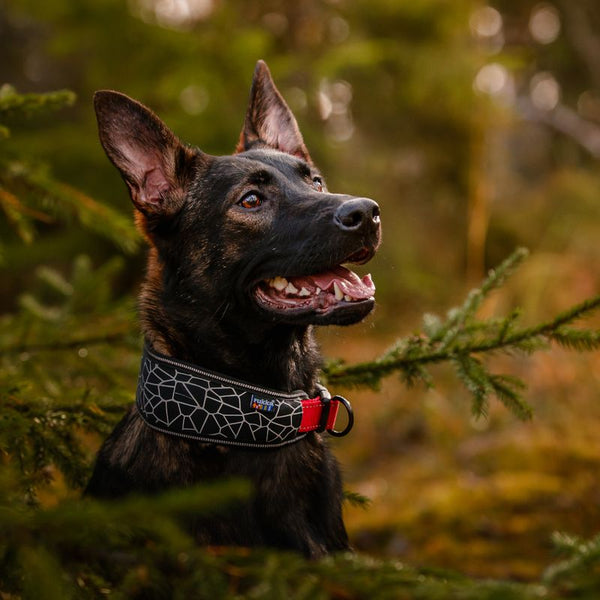 Rukka® Cube Soft collar, red / black || Rukka Pets || view 3