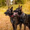 Rukka® Cube Soft collar, red / black || Rukka Pets || view 5