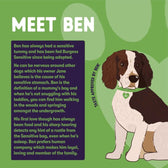 Burgess Sensitive Adult Dog Lamb || Burgess || view 10