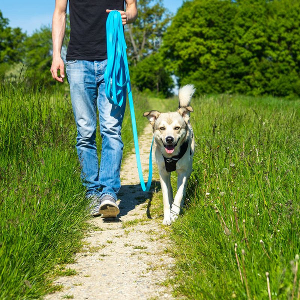 Pawz & Pepper Strong Tracking Line - Blue || Petlando || view 5