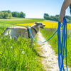Pawz & Pepper Round Braided Tracking Line - Blue || Petlando || view 4