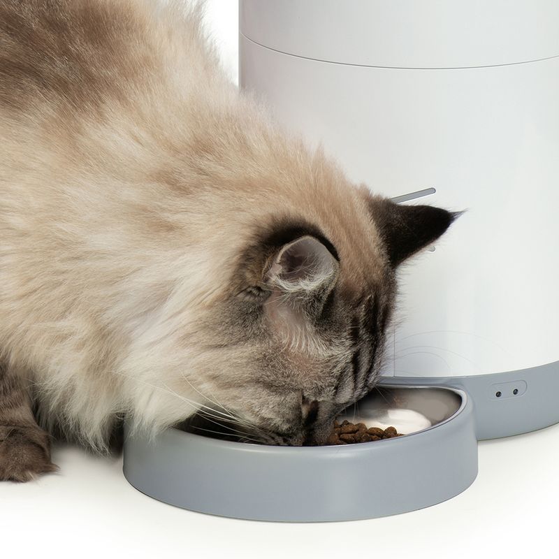 Cat eating from a grey food bowl filled with dry food. In the background, a white automatic feeder.