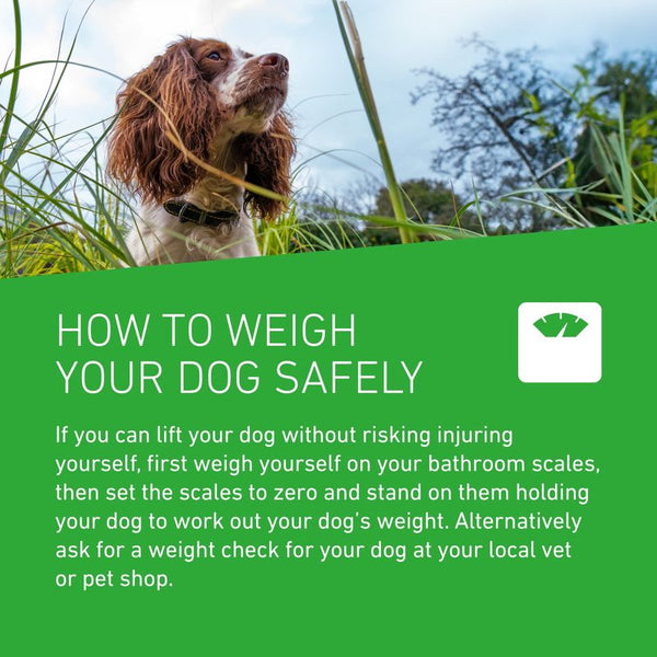 FRONTLINE® Plus Spot On for Dogs - L (20-40kg) || Frontline || view 7