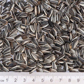 Lillebro Sunflower Seeds for Wild Birds || undefined || view 3