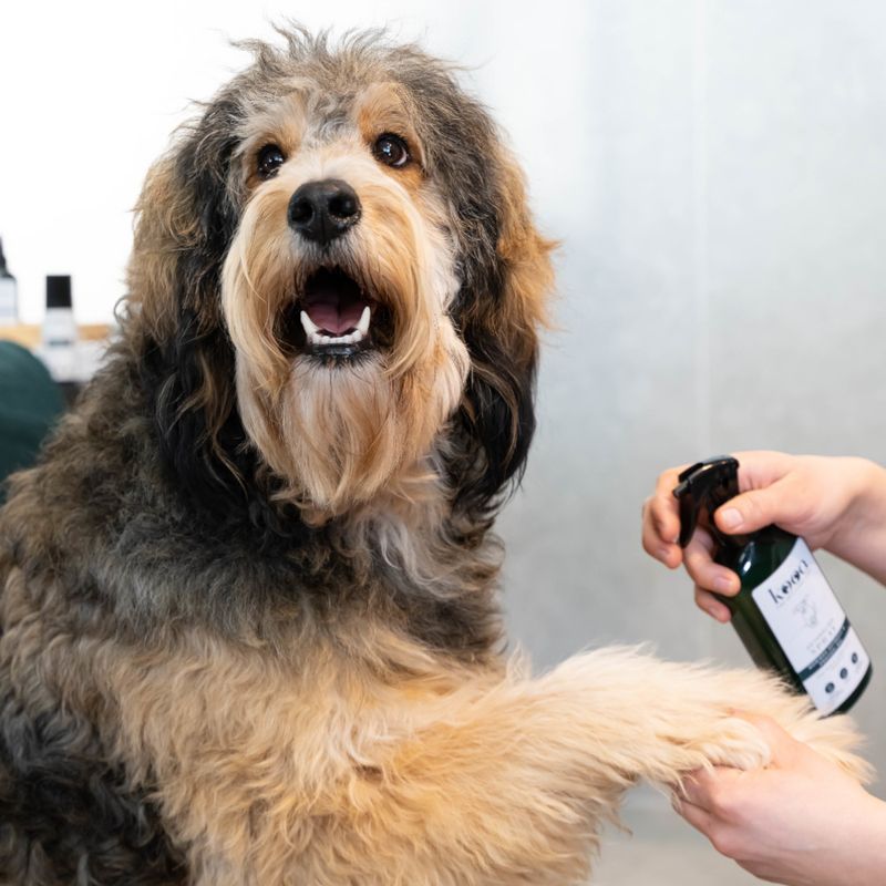 Dog being treated with a green bottle of care product applied by a hand.