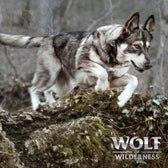 Wolf of Wilderness logo. Dog jumping over moss-covered rocks in a forest.