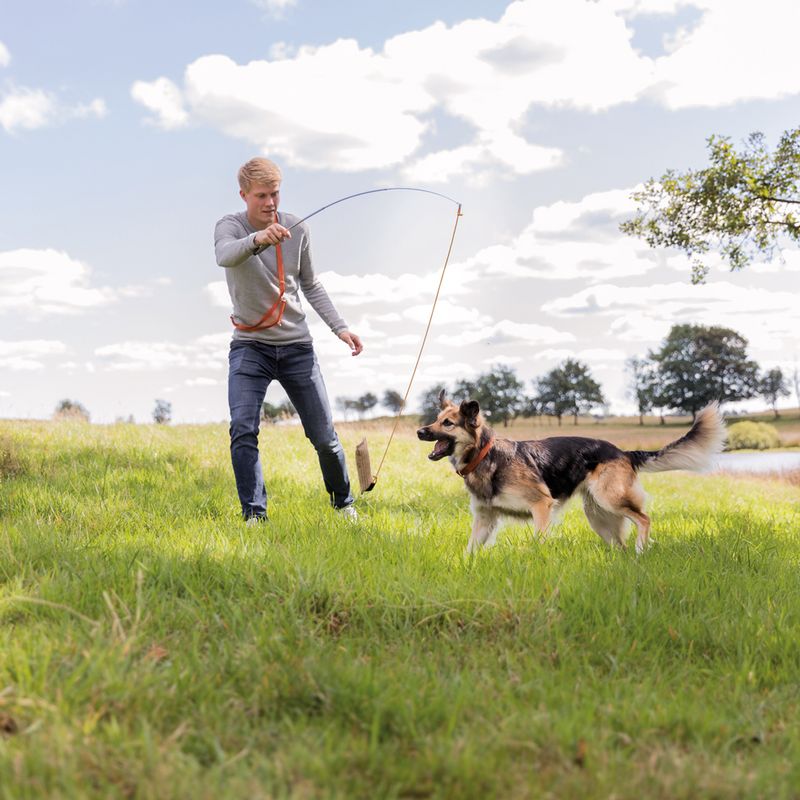 Dog playing with an interactive toy on a string on a lawn. Suitable for exercise and outdoor training.