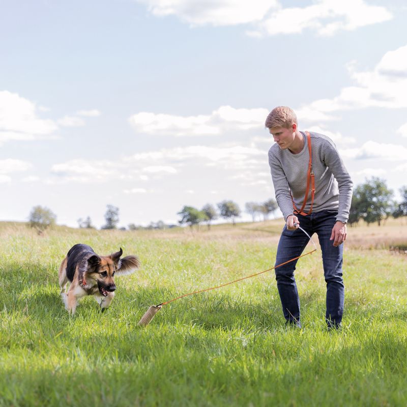 Dog playing with a toy on a lead on a lawn, guided by a person.