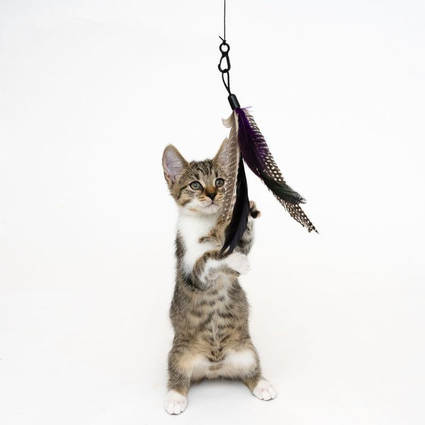 XXL 3-in-1 Cat Dangler Toy || undefined || view 8