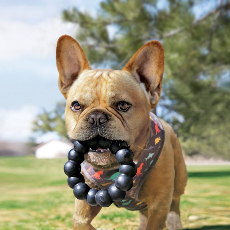 Dog with black pearl-shaped chew toy outdoors.
