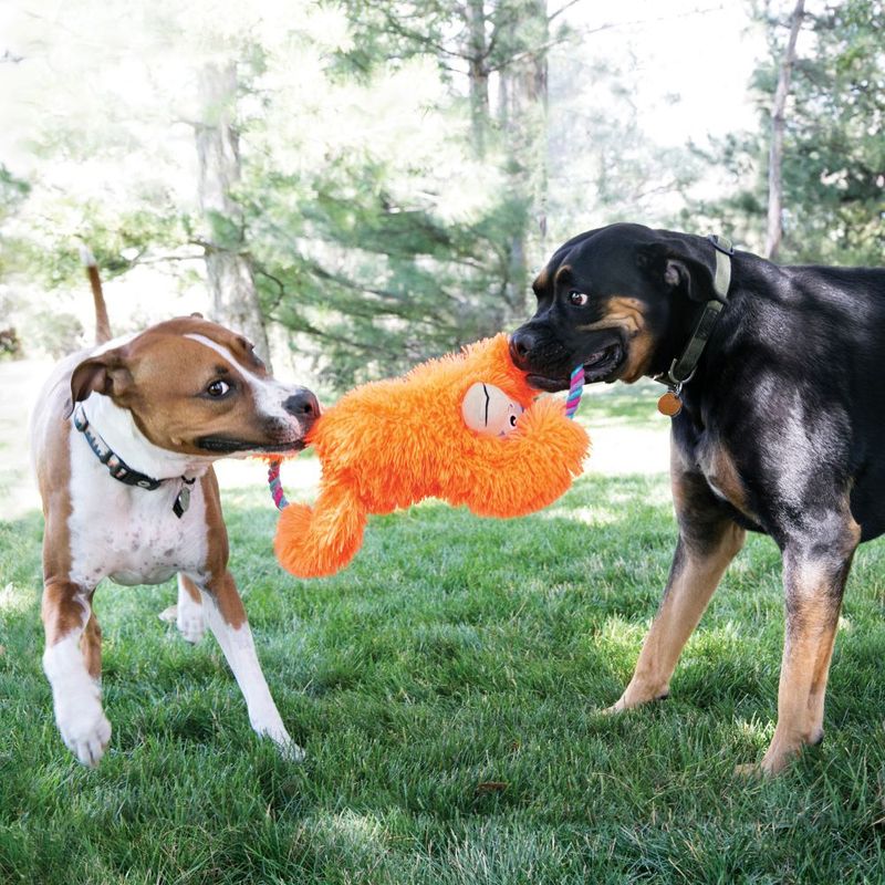 Two dogs playing with an orange plush toy shaped like a monkey with a rope handle in the garden.