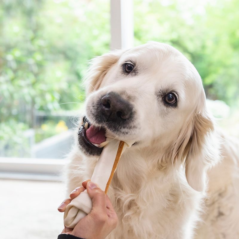 Hand holding a white chew toy with an orange stripe in front of a dog. Toy is being presented.