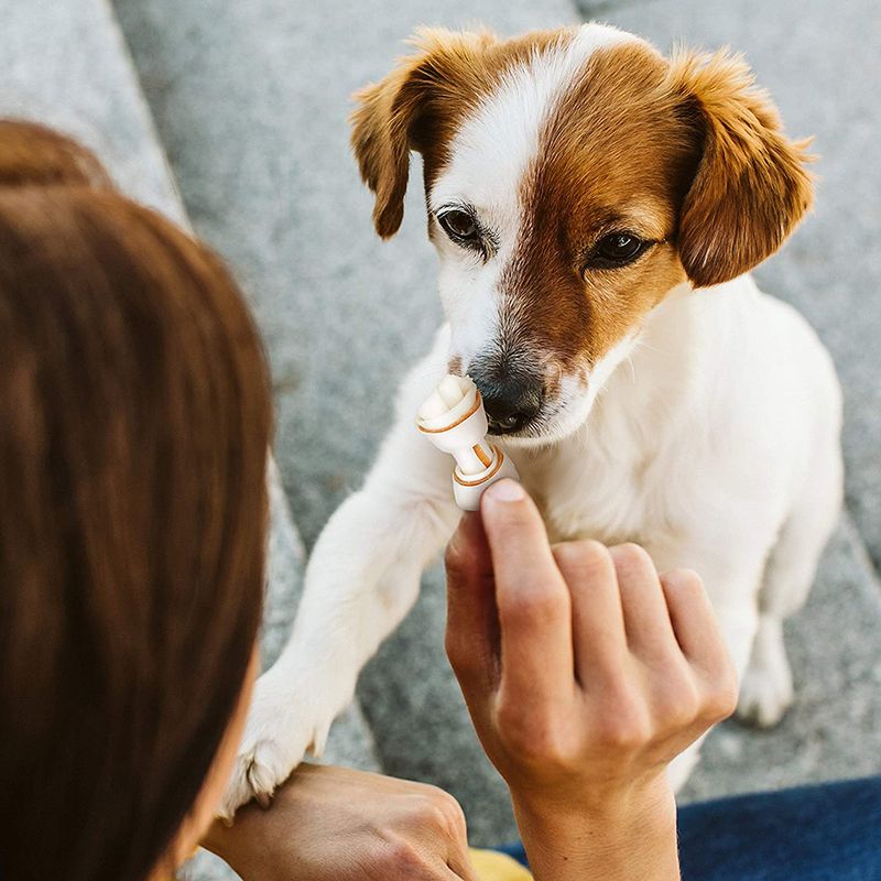 Person holding a dog's paw, symbolising interaction and bond between human and animal.