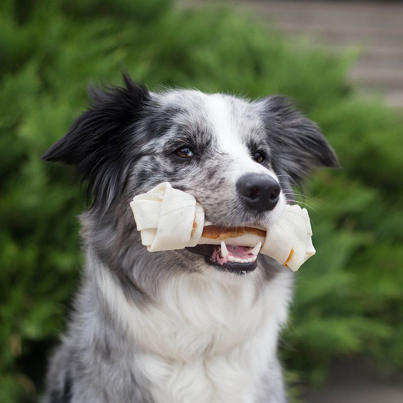 Dog holding a large pressed rawhide chew bone in its mouth, suitable for chew product demonstration.