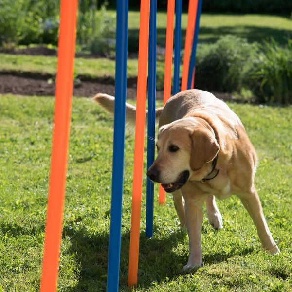 Fun & Sport Dog Agility Weave Poles || zooplus Exclusive || view 6