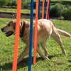 Fun & Sport Dog Agility Weave Poles || zooplus Exclusive || view 4