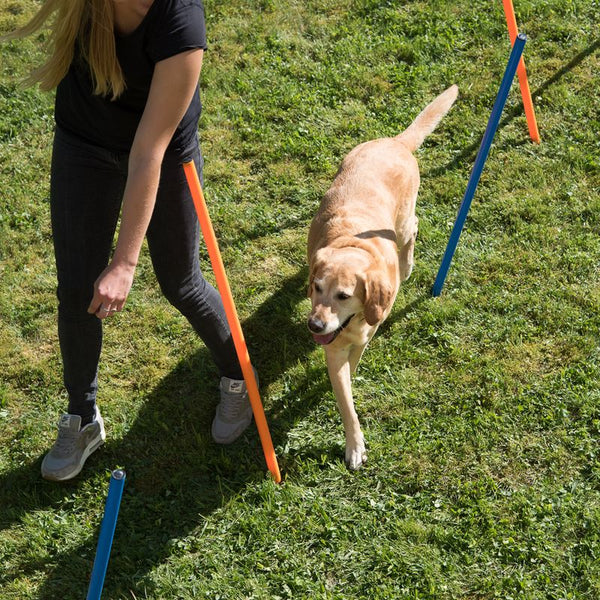 Fun & Sport Dog Agility Weave Poles || zooplus Exclusive || view 9